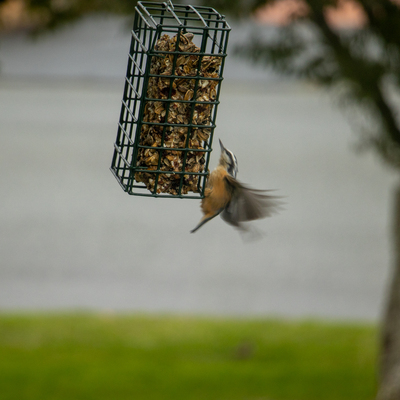 Bird hanging flap