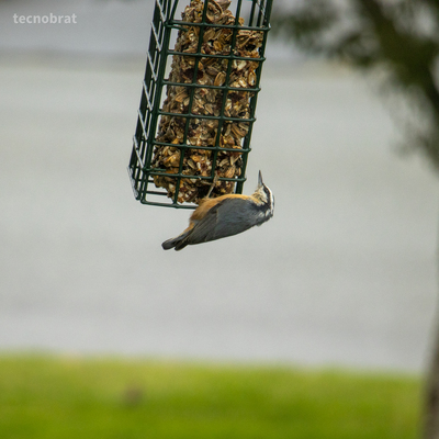 Bird hanging