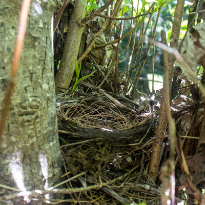 Bird nest