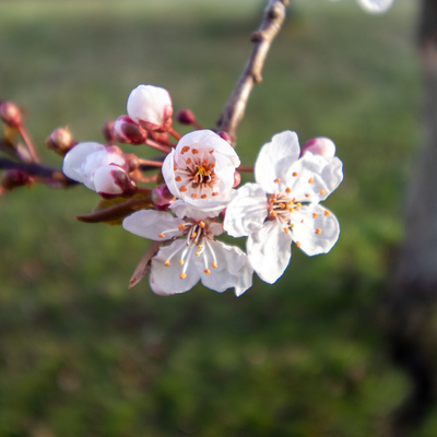 Blossoms