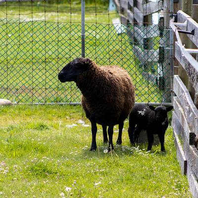 Brown sheep