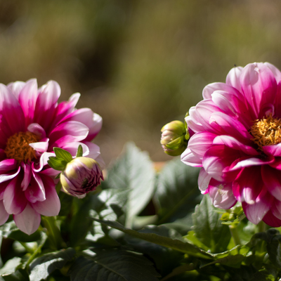 Pink flowers 2