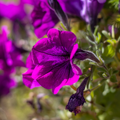 Pink flowers 3