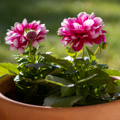 Pink flowers