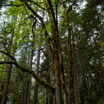 Tree canopy