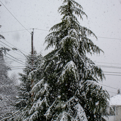 Tree snow