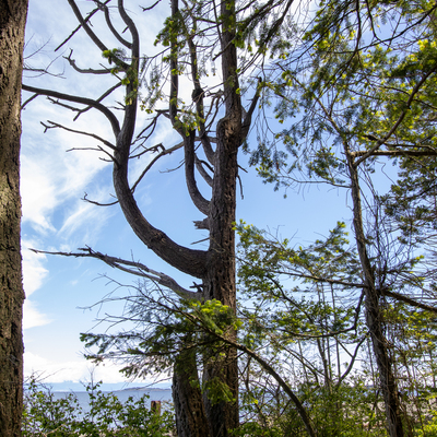 Warped tree 2