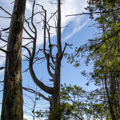 Warped tree